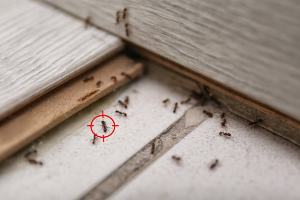Best Pest Control for Restaurants  in Leesburg, FL