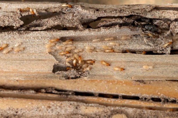Best Affordable Pest Control Services  in Leesburg, FL